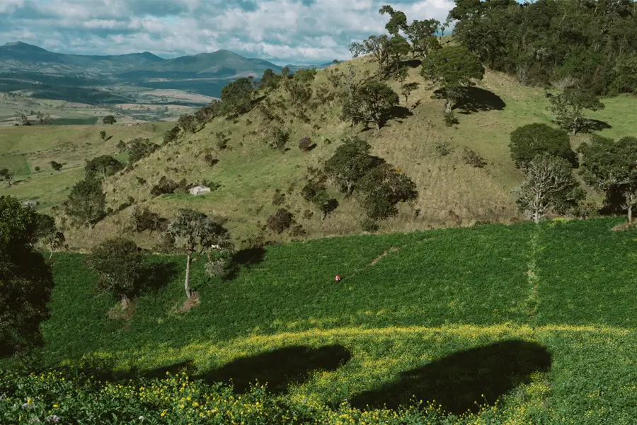 Cows in a farm
