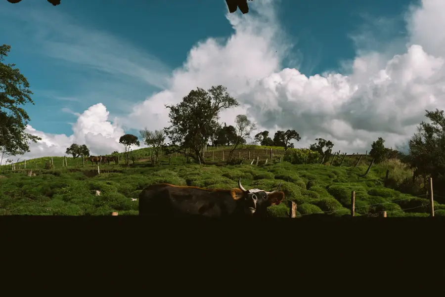 Calf