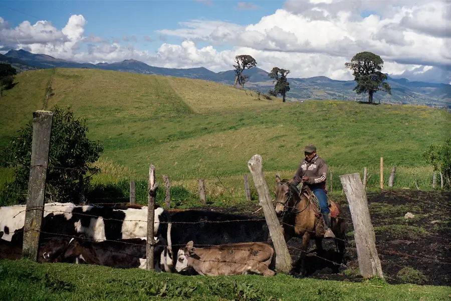 Cows